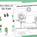 Plant Life Cycle Worksheet Bundle (Free Printables) With Regard To Plant Life Cycle Reading Comprehension Worksheet