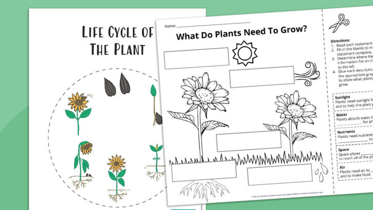 Plant Life Cycle Reading Comprehension Worksheet Plant Life Cycle Reading Comprehension Worksheet