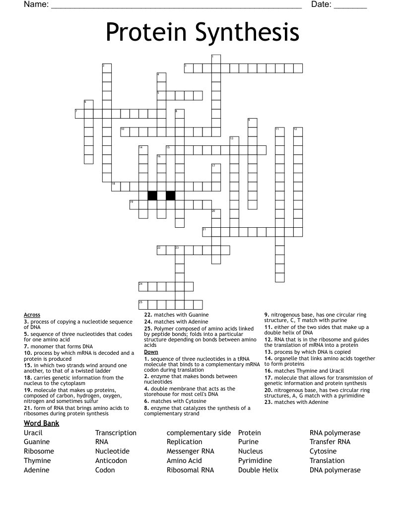 Protein Synthesis Crossword - Wordmint with Protein Synthesis Reading Comprehension Worksheet