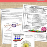 Protein Synthesis Graphic Notes With Protein Synthesis Reading Comprehension Worksheet