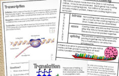 Protein Synthesis Graphic Notes with Protein Synthesis Reading Comprehension Worksheet