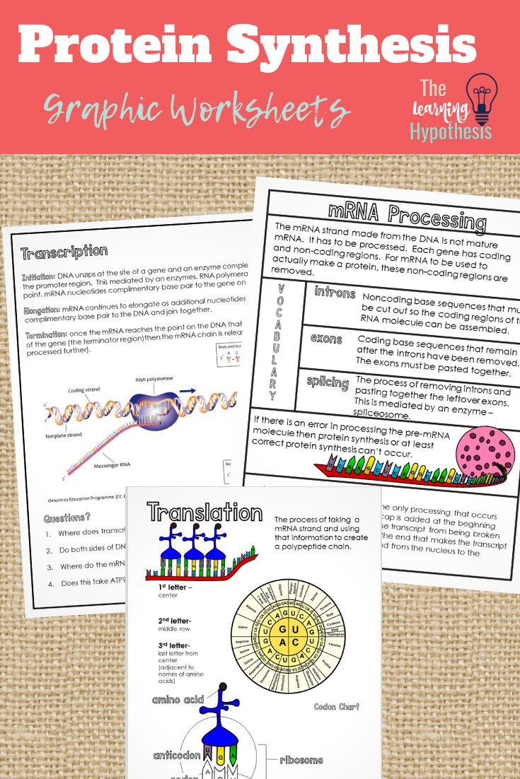Protein Synthesis Graphic Notes with Protein Synthesis Reading Comprehension Worksheet