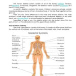 Skeletal System: English Esl Worksheets Pdf & Doc Pertaining To Human Anatomy Reading Comprehension Worksheets