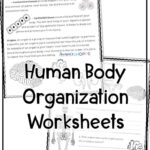 Teaching Muse Throughout Human Body Systems Reading Comprehension Worksheets