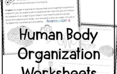 Teaching Muse throughout Human Body Systems Reading Comprehension Worksheets