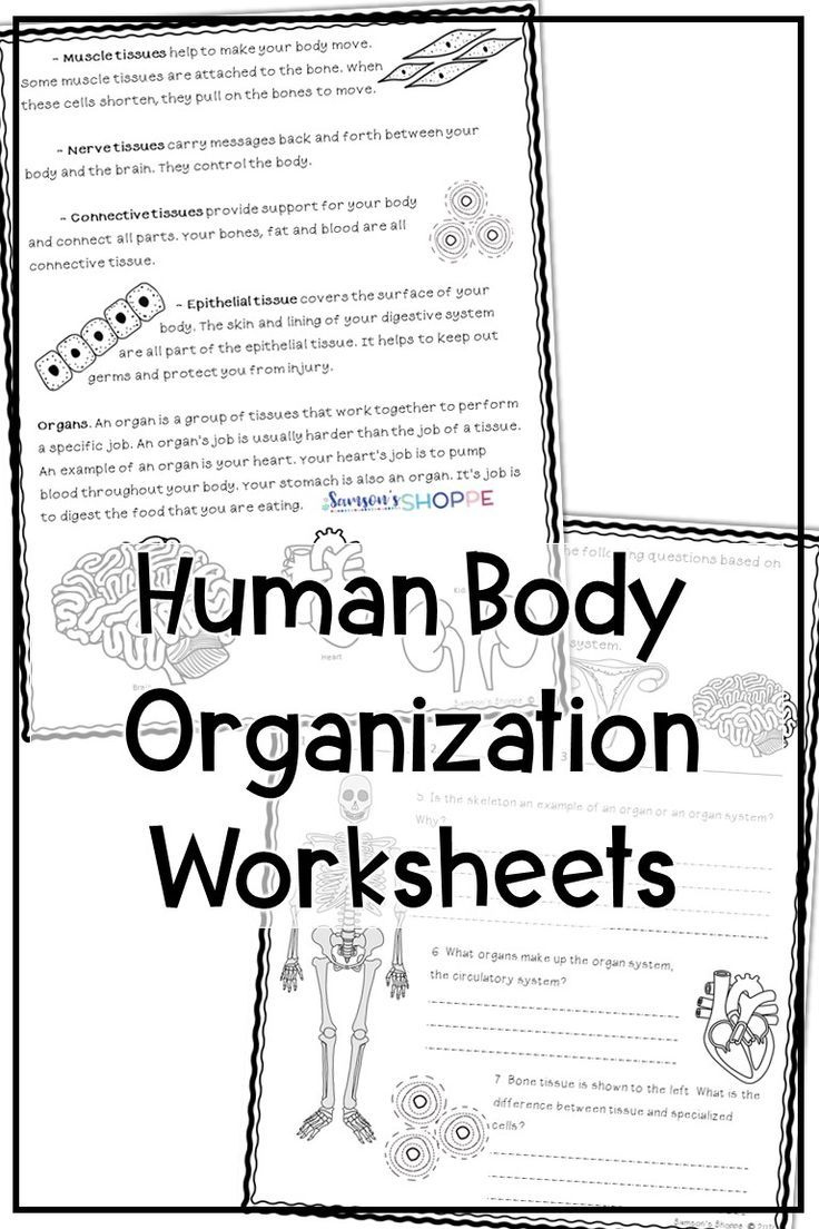 Teaching Muse throughout Human Body Systems Reading Comprehension Worksheets