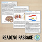 The Endocrine System   Reading Comprehension Worksheets   Laney Lee Regarding Endocrine System Reading Comprehension Worksheet