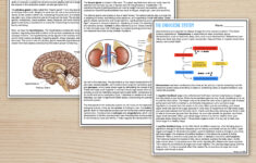 The Endocrine System - Reading Comprehension Worksheets - Laney Lee regarding Endocrine System Reading Comprehension Worksheet