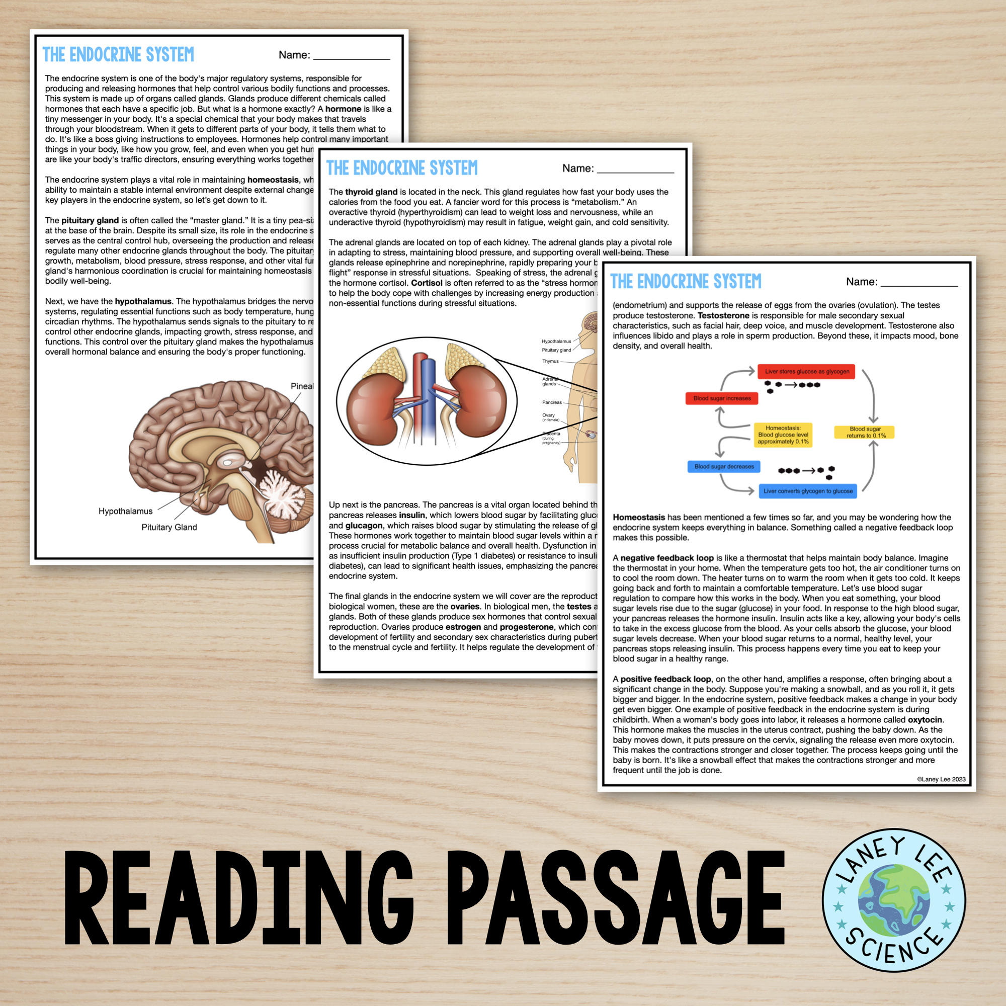 The Endocrine System - Reading Comprehension Worksheets - Laney Lee regarding Endocrine System Reading Comprehension Worksheet