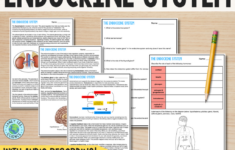 The Endocrine System - Reading Comprehension Worksheets - Laney Lee throughout Endocrine System Reading Comprehension Worksheet