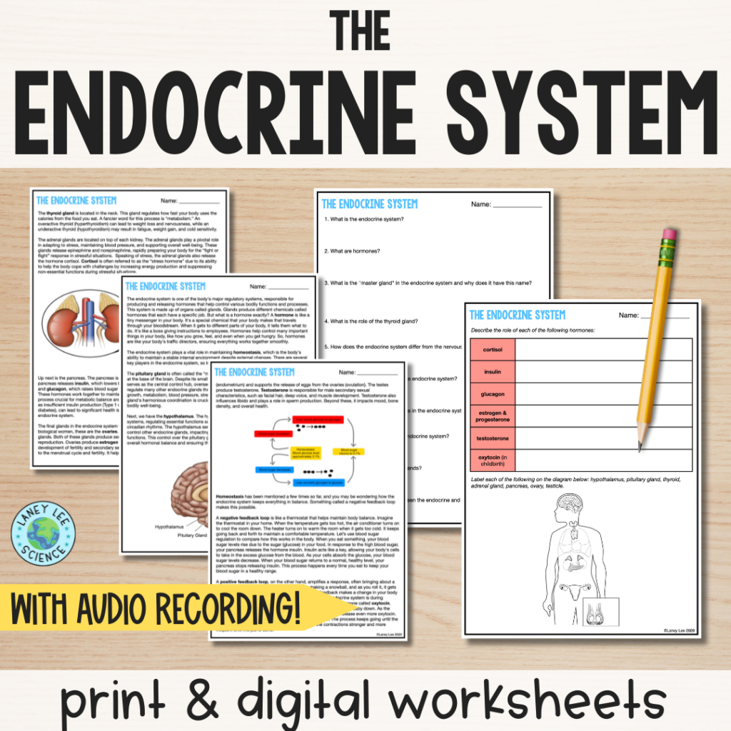 The Endocrine System - Reading Comprehension Worksheets - Laney Lee throughout Endocrine System Reading Comprehension Worksheet