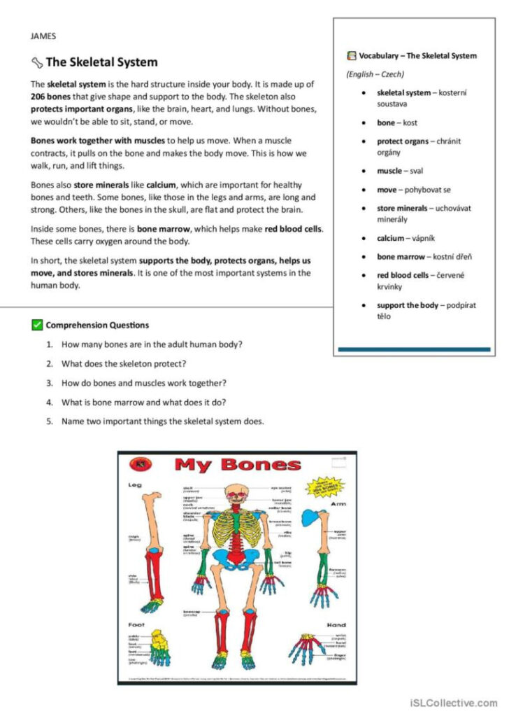 Human Body Systems Reading Comprehension Worksheets