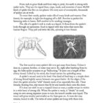 The Magic Of Spider Webs  Reading Comprehension Passage And Intended For Spiders Reading Comprehension Worksheets Year 3