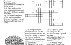 Worksheet On Endocrine And Nervous System Crossword - Wordmint with regard to Endocrine System Reading Comprehension Worksheet