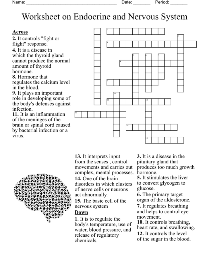 Endocrine System Reading Comprehension Worksheet Endocrine System Reading Comprehension Worksheet